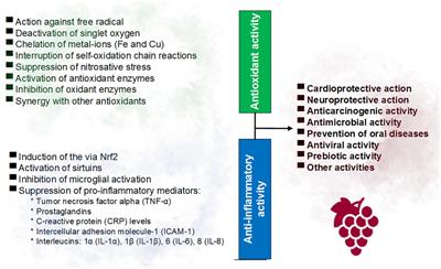 Red Wine and Health: Approaches to Improve the Phenolic Content During Winemaking